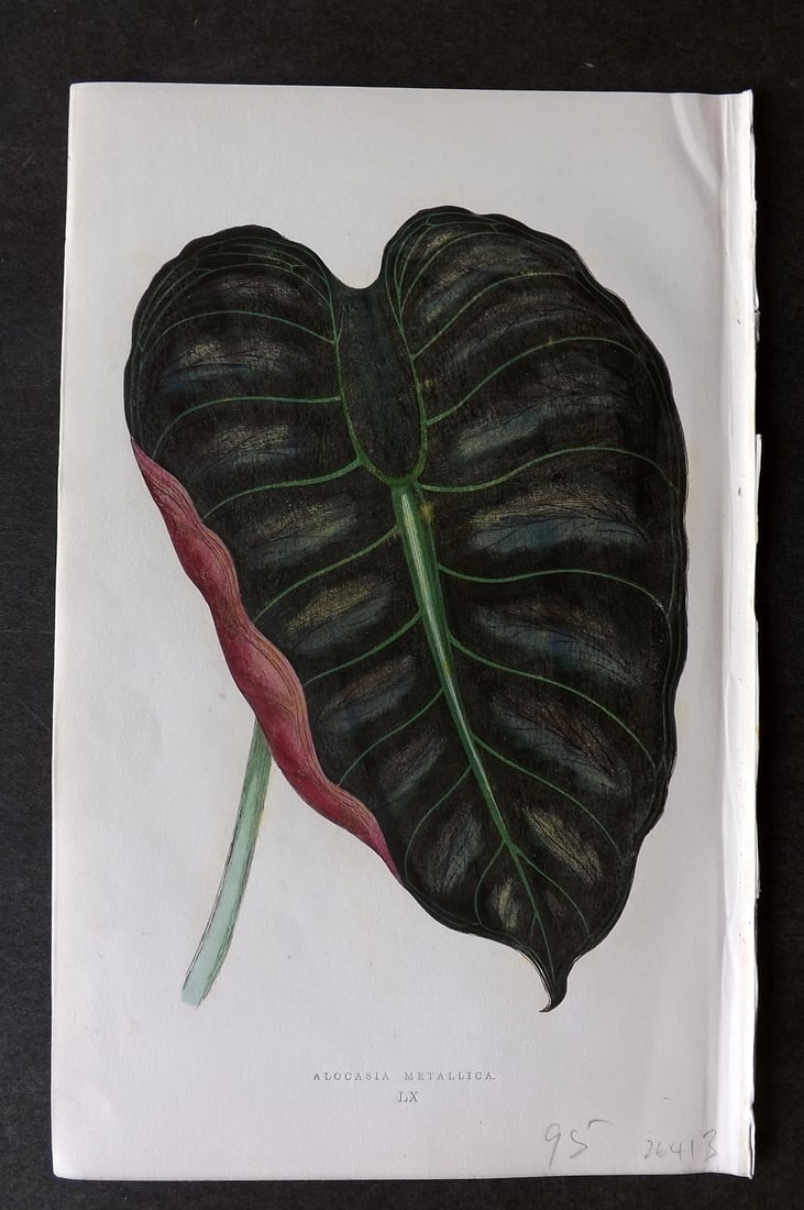 Lowe Beautiful Leaved Plants 1866 Botanical Print. Alocasia Metallica: Antique Woodblock Published 1866, London for "Beautiful Leaved Plants, Being a Description of the Most Beautiful Leaved Plants in Cultivation in this Country" by Edward Joseph Lowe. Most plates printe