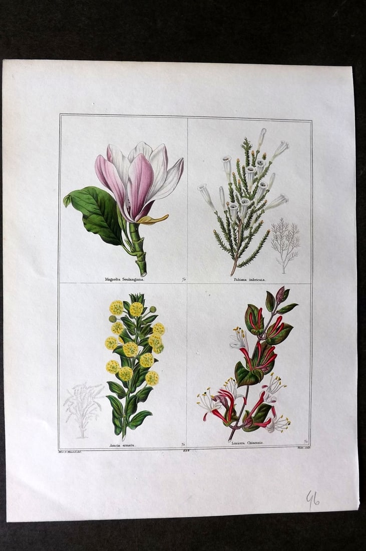 Maund, Benjamin C1830 Hand Col Botanical Print. Magnolia, Fabiana, Acacia, Lonicera (1 of 1)