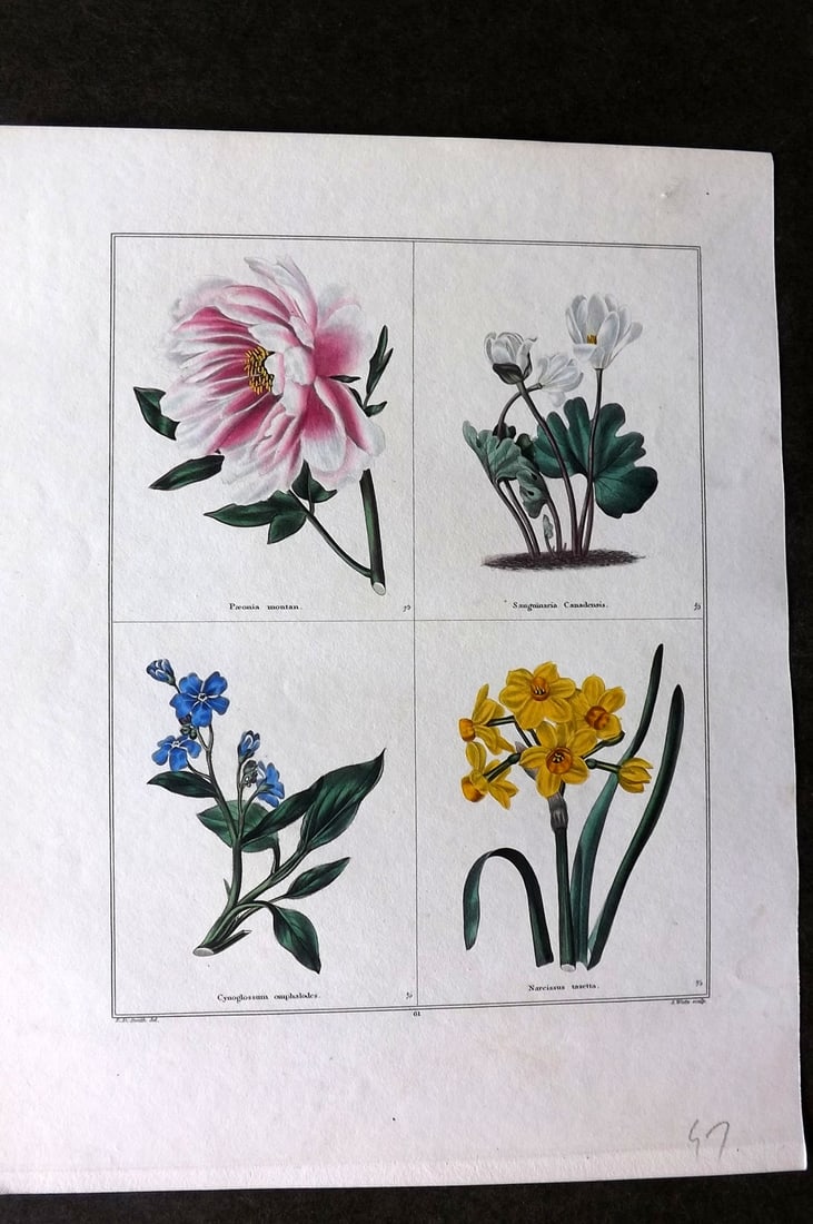 Maund, Benjamin C1830 Hand Col Botanical Print. Peony, Sanguinaria, Cynoglossum, Narcissus: Hand Coloured Steel Engraving Published 1825-51, London for "The Botanic Garden?" by Benjamin Maund. Paper Size: 8.5 x 7 inch (22 x 18cm) Good Condition