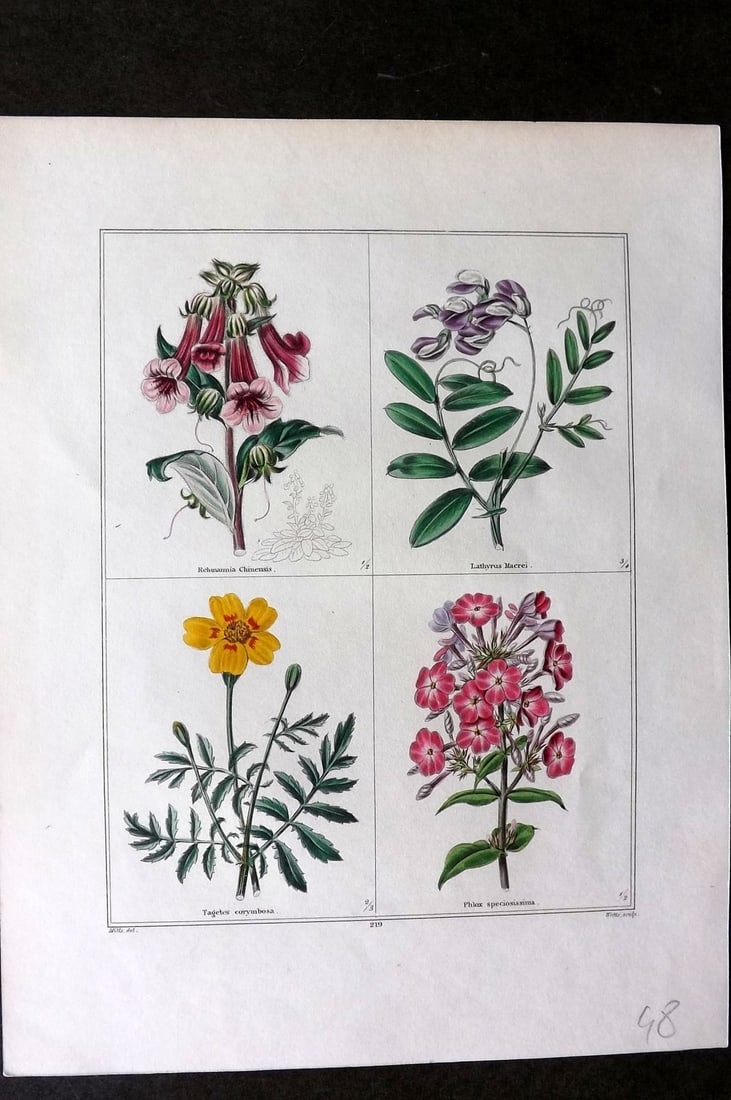 Maund, Benjamin C1830 Hand Col Botanical Print. Rehmammia, Lathyrus, Tagetes, Phlox (1 of 1)