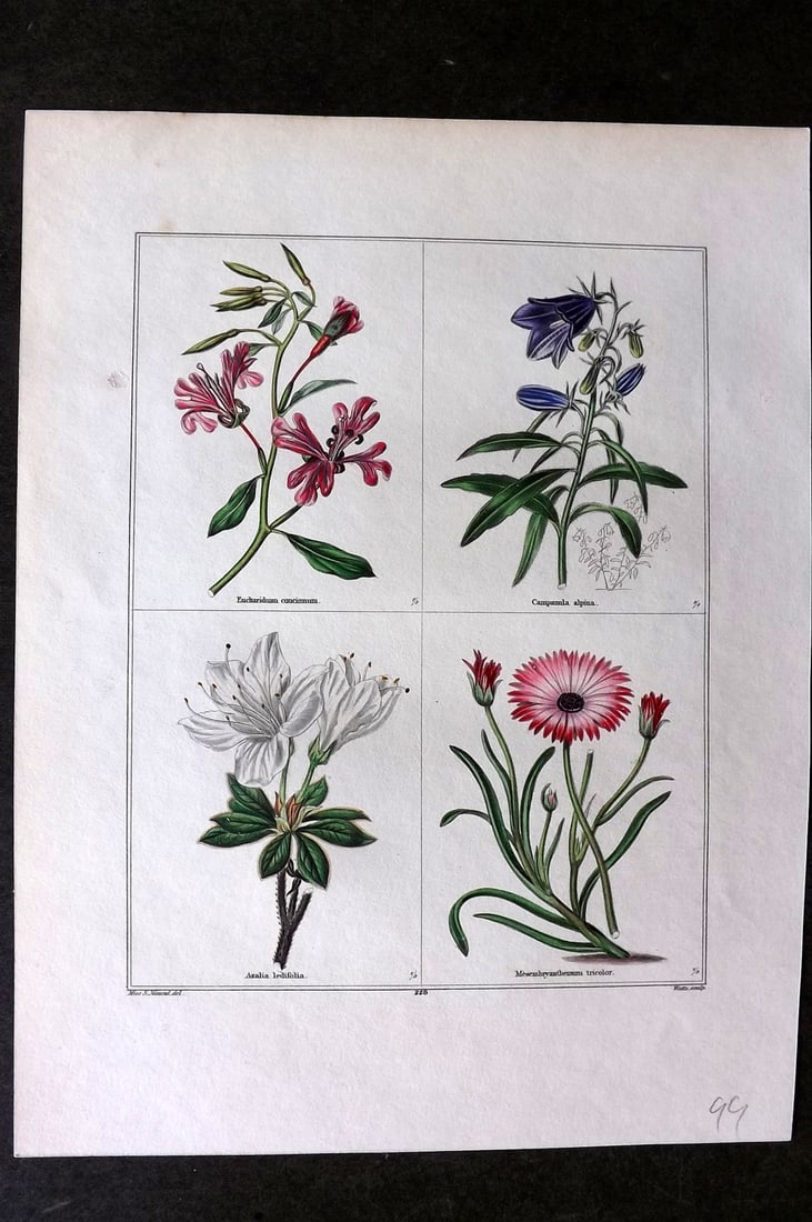 Maund, Benjamin C1830 Hand Col Botanical Print. Eucharidium, Campanula, Azalia, Mesembryanthemum (1 of 1)