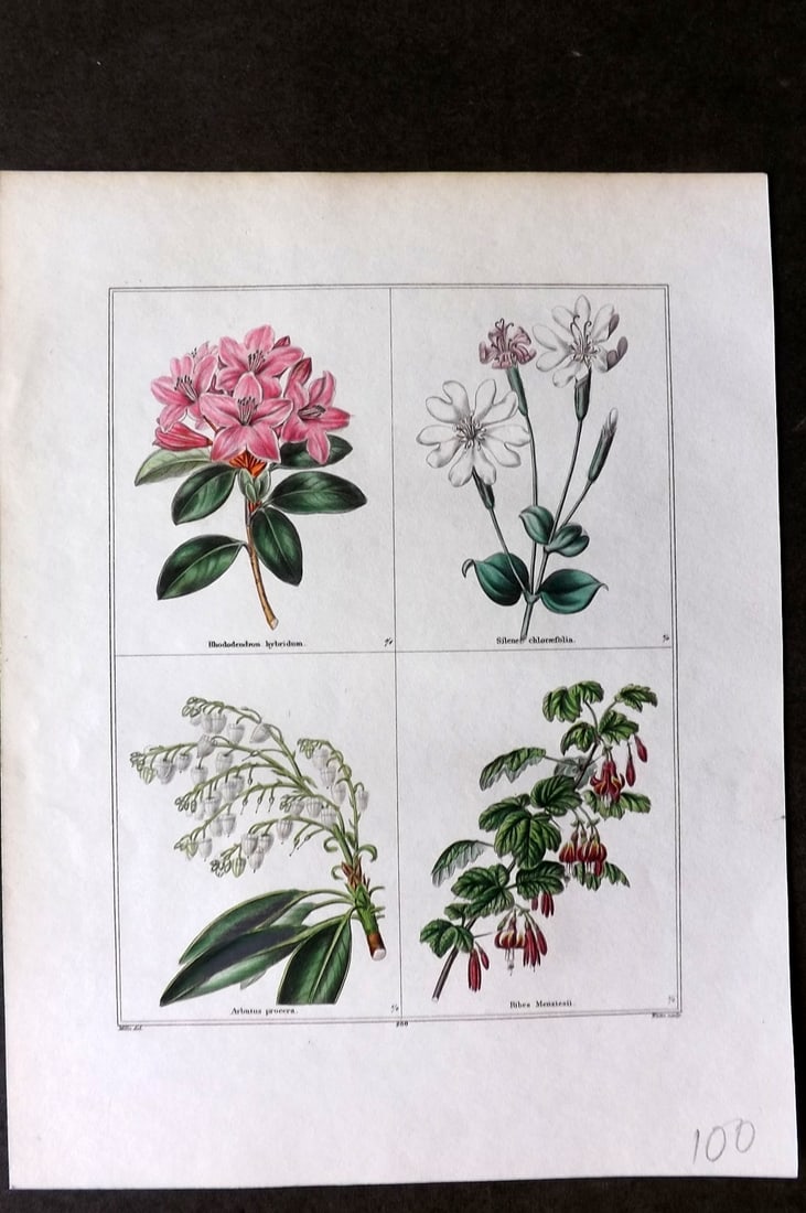 Maund, Benjamin C1830 Hand Col Botanical Print. Rhododendron, Silene, Arbutus, Ribes (1 of 1)