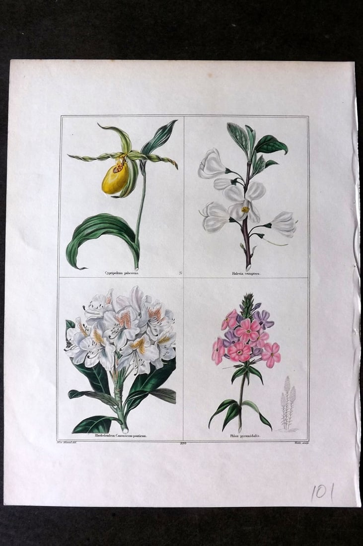 Maund, Benjamin C1830 Hand Col Botanical Print. Cypripedium Orchid, Halesia, Rhododendron, Phlox: Hand Coloured Steel Engraving Published 1825-51, London for "The Botanic Garden?" by Benjamin Maund. Paper Size: 8.5 x 7 inch (22 x 18cm) Good Condition