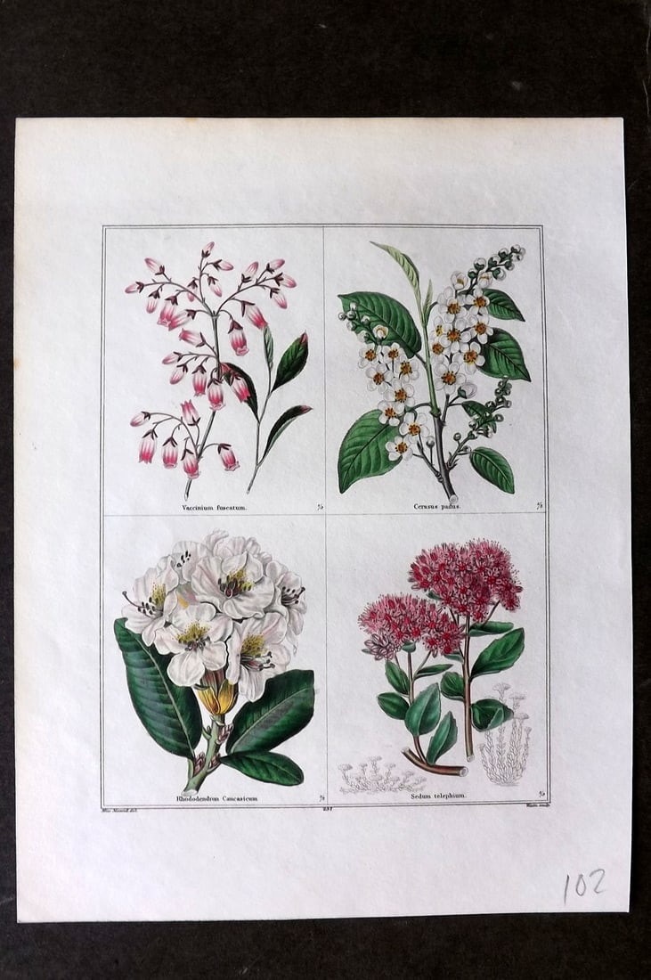 Maund, Benjamin C1830 Hand Col Botanical Print. Vaccinium, Cerasus, Rhododendron, Sedum (1 of 1)