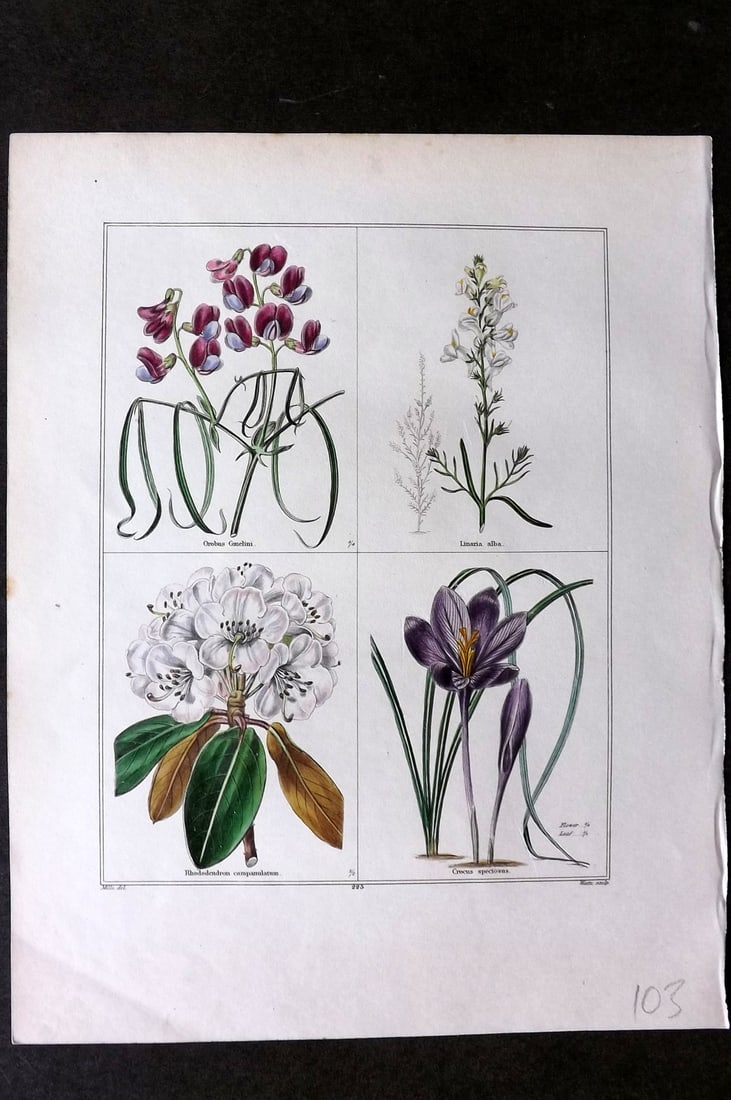 Maund, Benjamin C1830 Hand Col Botanical Print. Orobus, Linaria, Rhododendron, Crocus: Hand Coloured Steel Engraving Published 1825-51, London for "The Botanic Garden?" by Benjamin Maund. Paper Size: 8.5 x 7 inch (22 x 18cm) Good Condition