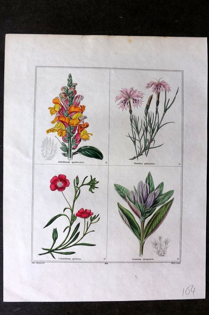 Maund, Benjamin C1830 Hand Col Botanical Print. Antirrhinum, Dianthus, Calandrinia, Gentiana: Hand Coloured Steel Engraving Published 1825-51, London for "The Botanic Garden?" by Benjamin Maund. Paper Size: 8.5 x 7 inch (22 x 18cm) Good Condition