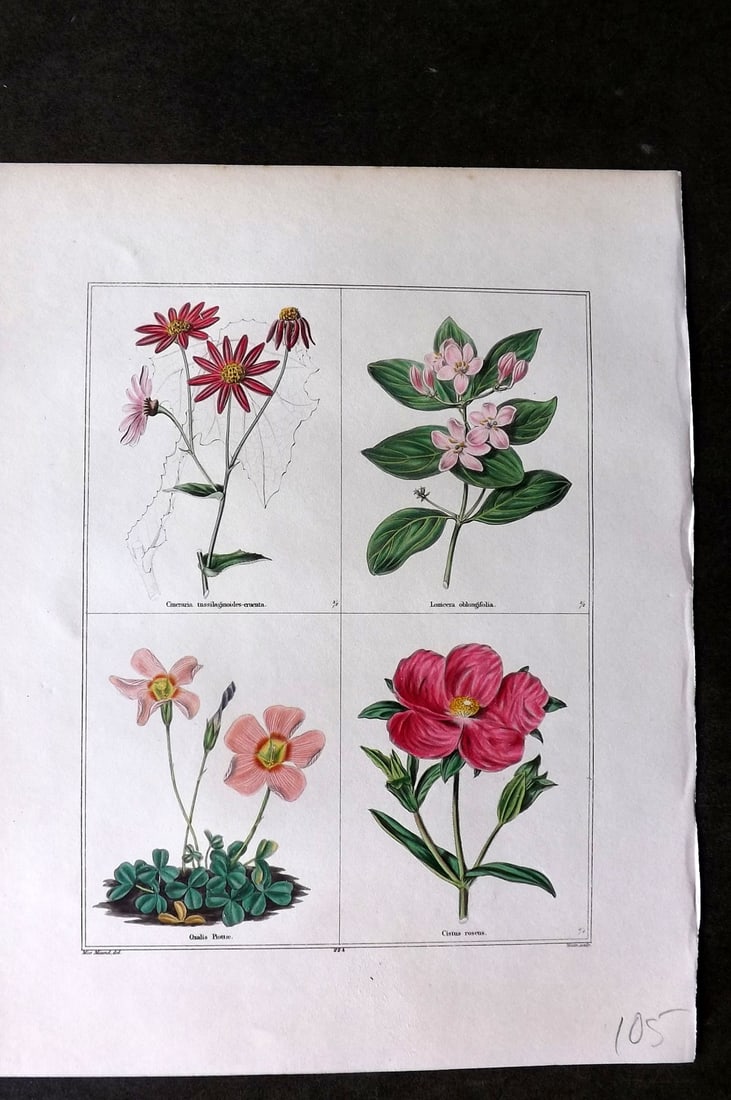 Maund, Benjamin C1830 Hand Col Botanical Print. Cineraria, Lomicera, Oxalis, Cistus: Hand Coloured Steel Engraving Published 1825-51, London for "The Botanic Garden?" by Benjamin Maund. Paper Size: 8.5 x 7 inch (22 x 18cm) Good Condition