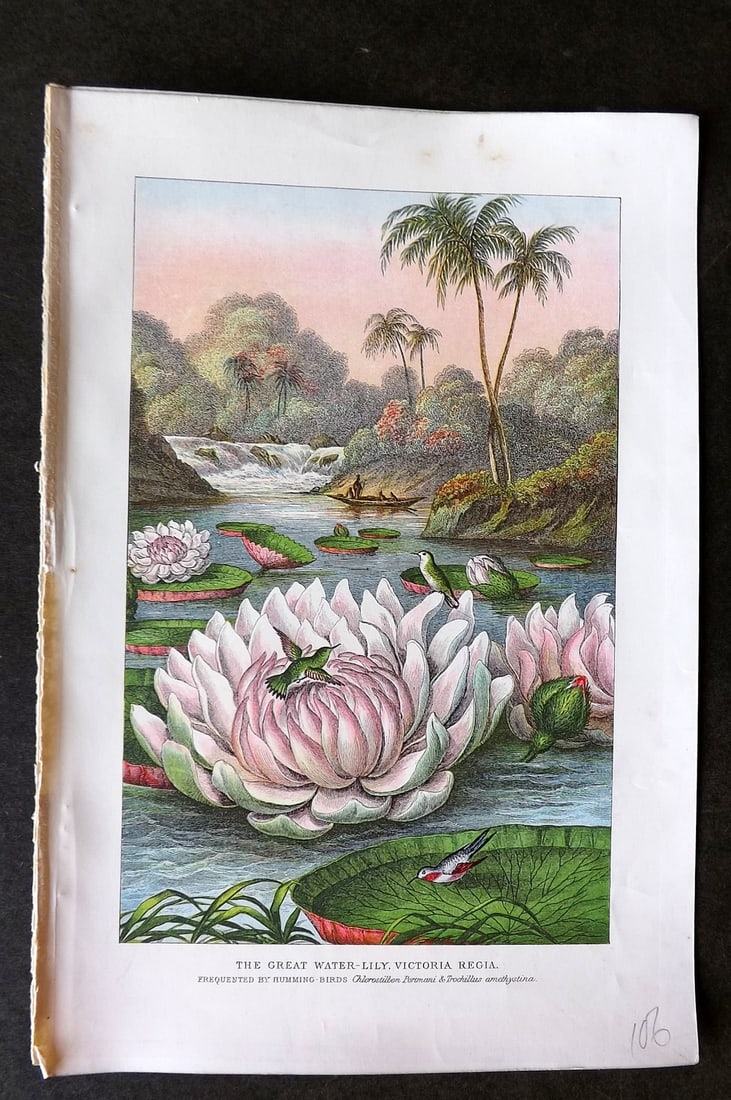 Pouchet, F. A. 1902 Botanical Print. Great Water-Lily, Victoria Regia: Colour Printed Lithograph (Reverse side blank) Published 1902, London for "The Universe: Or, The Infinitely Great and The Infinitely Little" by F. A. Pouchet. Paper Size: 9 x 6 inch (23 x 15cm) Good C