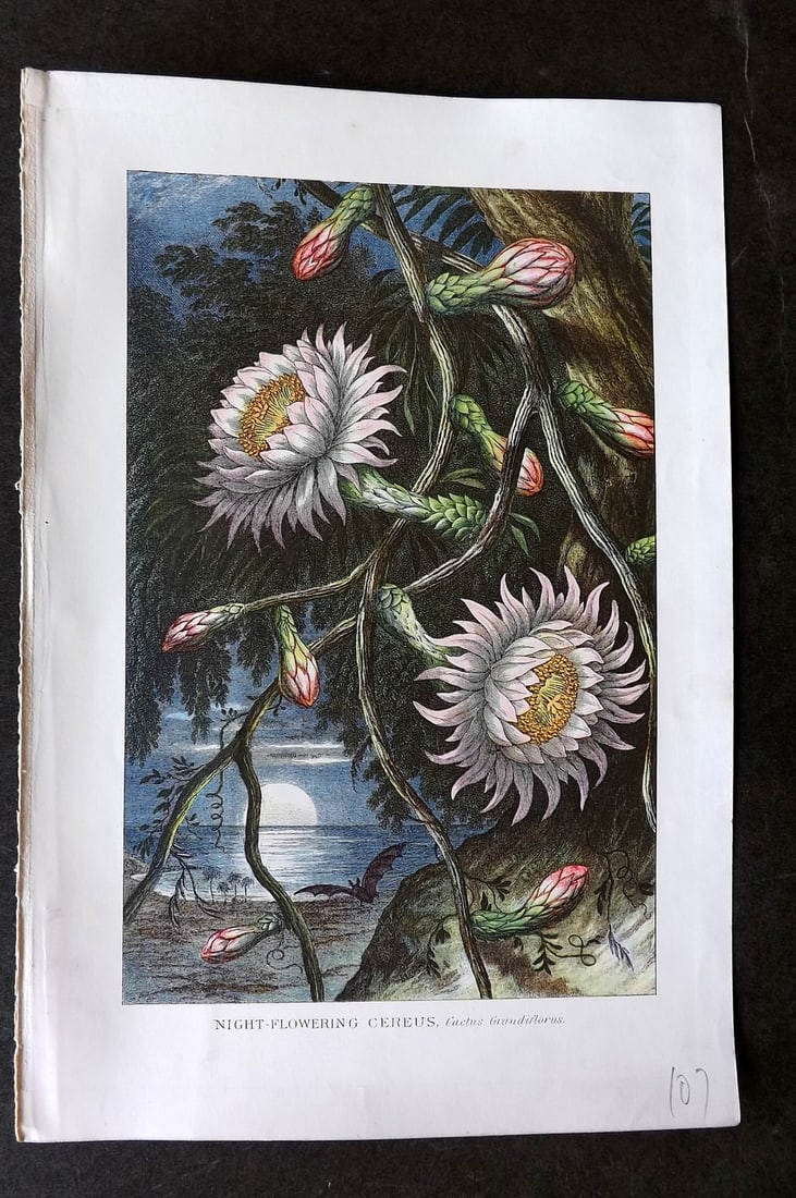 Pouchet, F. A. 1902 Botanical Print. Night-Flowering Cereus: Colour Printed Lithograph (Reverse side blank) Published 1902, London for "The Universe: Or, The Infinitely Great and The Infinitely Little" by F. A. Pouchet. Paper Size: 9 x 6 inch (23 x 15cm) Good C