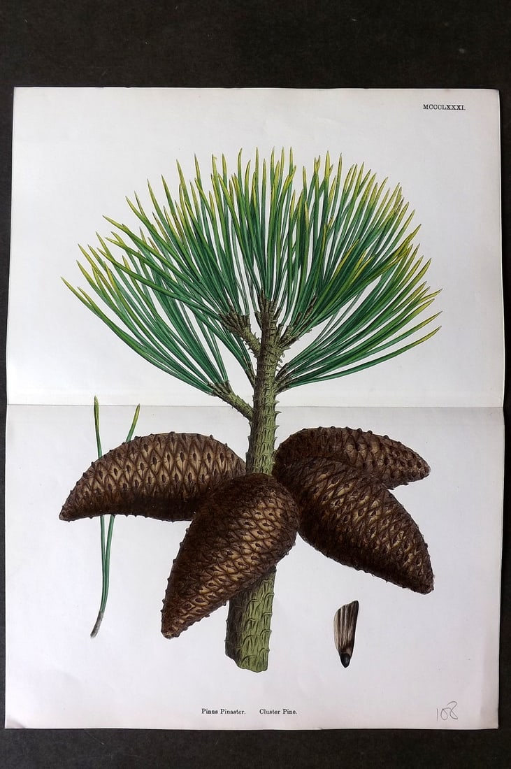 Sowerby, James C1880 Hand Col Double Botanical Print. Cluster Pine Cone: Hand Colored Lithograph Published 1863-86, London for "English Botany" by John & James Sowerby. Centre fold as published. Paper Size: 13 x 9.5 inch (33 x 24cm) Good Condition