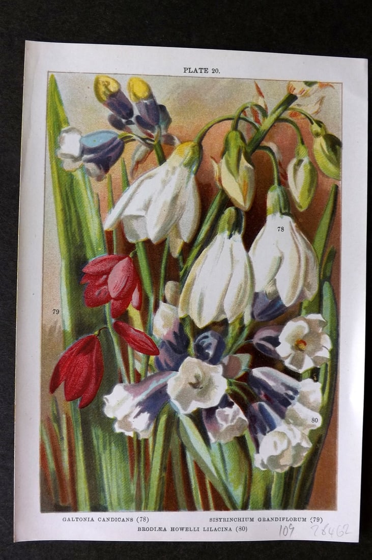 Weathers 1905 Botanical Print. Galtonia, Sisyrinchium, Brodiaea 20 (1 of 1)