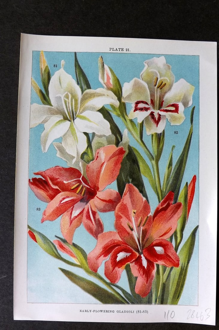 Weathers 1905 Botanical Print. Early Flowering Gladioli Gladiolus 21: Chromolithograph Published 1905, London for "Beautiful Bulbous Plants for the Open Air" by John Weathers. Paper Size: 8 x 5.5 inch (20 x 14cm) Good Condition