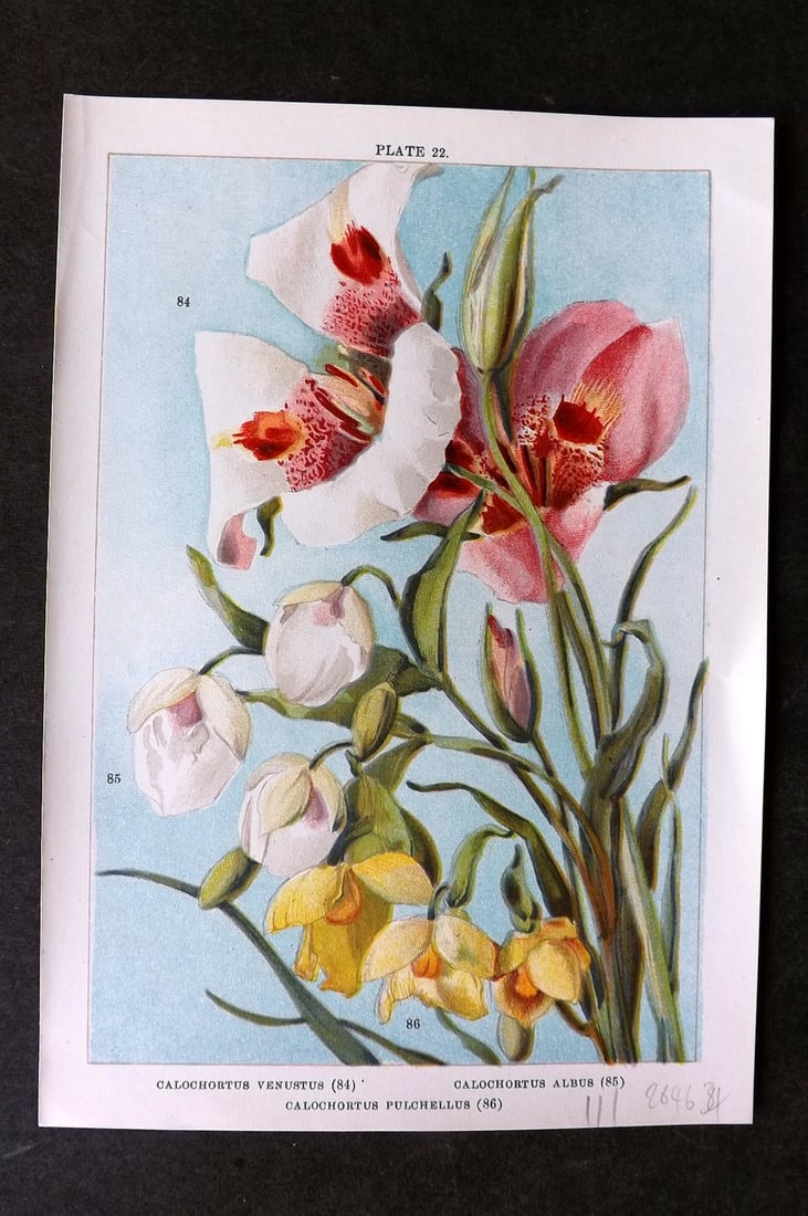 Weathers 1905 Botanical Print. Calochortus 22: Chromolithograph Published 1905, London for "Beautiful Bulbous Plants for the Open Air" by John Weathers. Paper Size: 8 x 5.5 inch (20 x 14cm) Good Condition