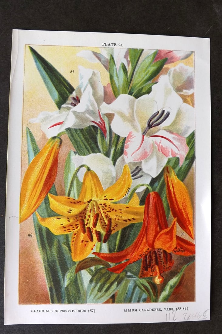 Weathers 1905 Botanical Print. Gladiolus Oppositiflorus & Lilium Canadense 23: Chromolithograph Published 1905, London for "Beautiful Bulbous Plants for the Open Air" by John Weathers. Paper Size: 8 x 5.5 inch (20 x 14cm) Good Condition
