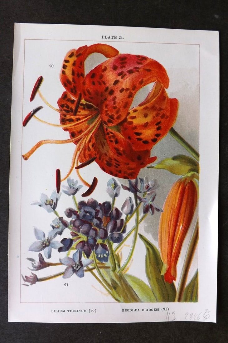 Weathers 1905 Botanical Print. Lilium Tgrinum & Brodiaea Bridgesi 24 Tiger Lily: Chromolithograph Published 1905, London for "Beautiful Bulbous Plants for the Open Air" by John Weathers. Paper Size: 8 x 5.5 inch (20 x 14cm) Good Condition