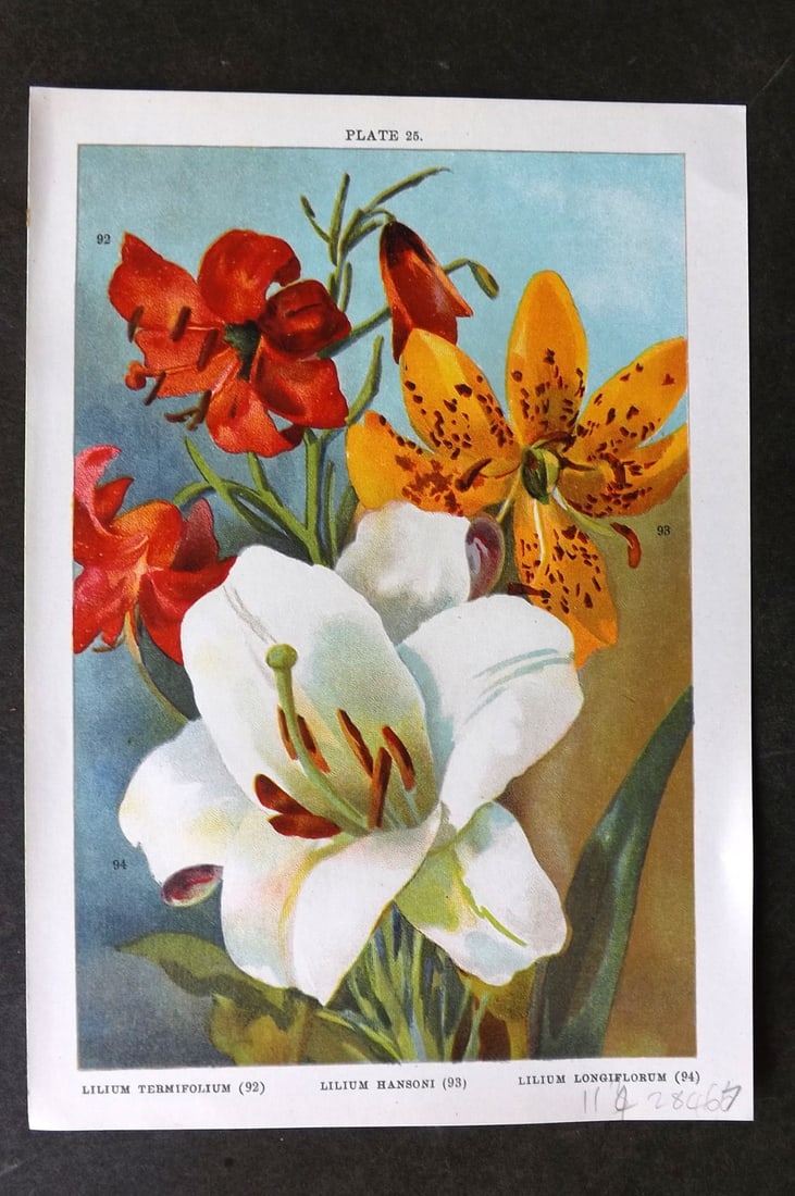 Weathers 1905 Botanical Print. Lilium Termifolium, Hansoni, Longiflorum 25 (1 of 1)