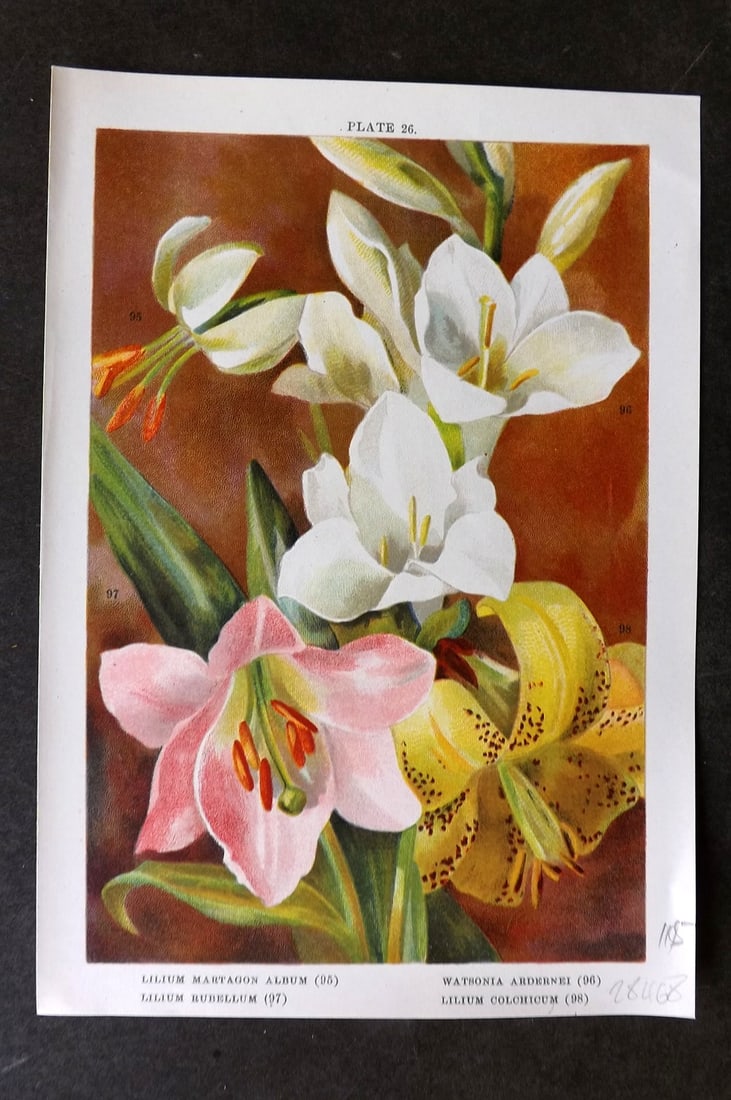 Weathers 1905 Botanical Print. Lilium Martagon, Rubellum, Colchicum 26: Chromolithograph Published 1905, London for "Beautiful Bulbous Plants for the Open Air" by John Weathers. Paper Size: 8 x 5.5 inch (20 x 14cm) Good Condition