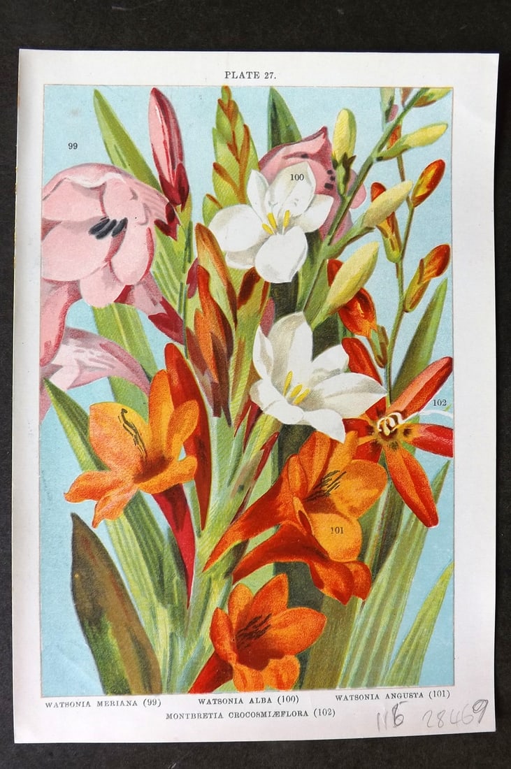 Weathers 1905 Botanical Print. Watsonia Meriana, Alba, Angusta, Montbretia 27 (1 of 1)