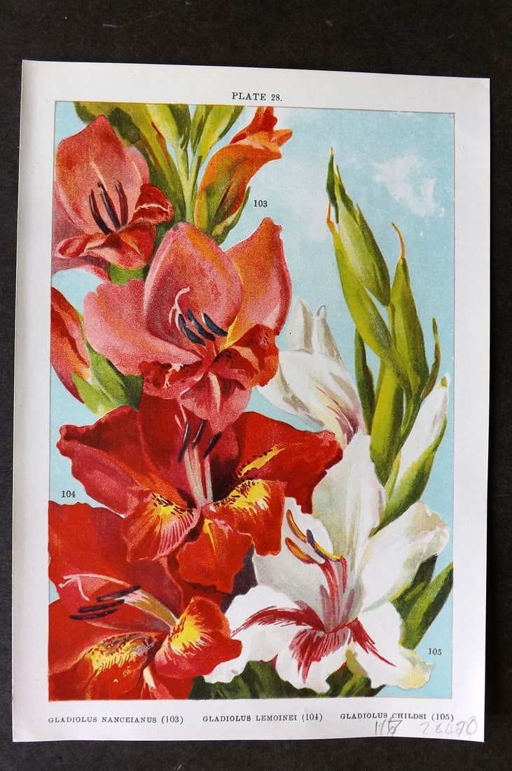 Weathers 1905 Botanical Print. Gladiolus Nanceianus, Lemoinei, Childsi 28: Chromolithograph Published 1905, London for "Beautiful Bulbous Plants for the Open Air" by John Weathers. Paper Size: 8 x 5.5 inch (20 x 14cm) Good Condition