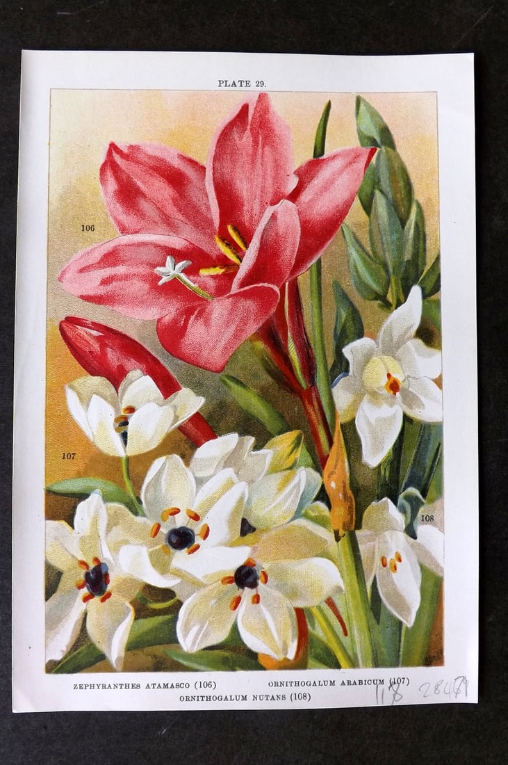 Weathers 1905 Botanical Print. Zephyranthes, Ornithogalum Arabicum & Nutans 29: Chromolithograph Published 1905, London for "Beautiful Bulbous Plants for the Open Air" by John Weathers. Paper Size: 8 x 5.5 inch (20 x 14cm) Good Condition