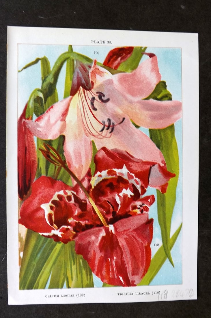 Weathers 1905 Botanical Print. Crinum Moorei & Tigridia Lilacea 30: Chromolithograph Published 1905, London for "Beautiful Bulbous Plants for the Open Air" by John Weathers. Paper Size: 8 x 5.5 inch (20 x 14cm) Good Condition