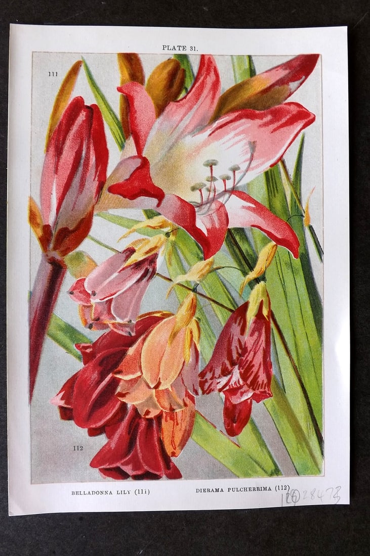 Weathers 1905 Botanical Print. Belladonna Lily & Dierama Pulcherrima 31: Chromolithograph Published 1905, London for "Beautiful Bulbous Plants for the Open Air" by John Weathers. Paper Size: 8 x 5.5 inch (20 x 14cm) Good Condition
