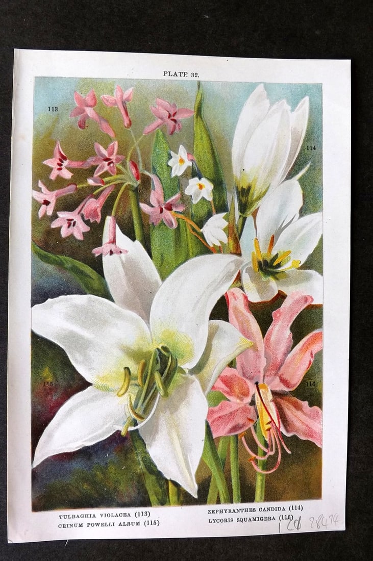 Weathers 1905 Botanical Print. Tulbaghia, Zephyranthes, Crinum, Lycoris 32: Chromolithograph Published 1905, London for "Beautiful Bulbous Plants for the Open Air" by John Weathers. Paper Size: 8 x 5.5 inch (20 x 14cm) Good Condition