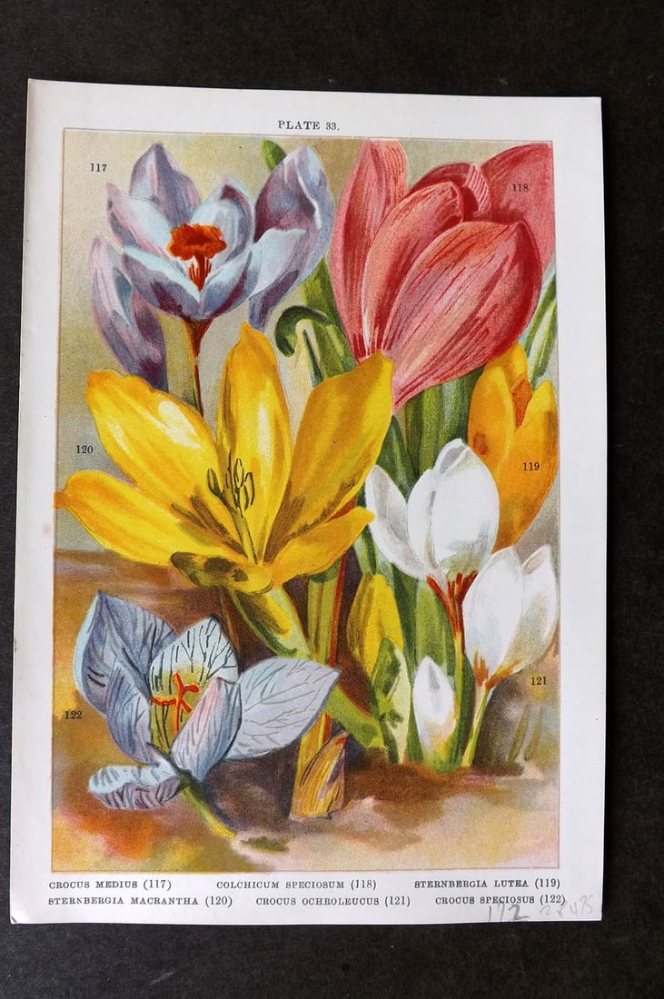 Weathers 1905 Botanical Print. Crocus, Colchicum, Sternbergia 33: Chromolithograph Published 1905, London for "Beautiful Bulbous Plants for the Open Air" by John Weathers. Paper Size: 8 x 5.5 inch (20 x 14cm) Good Condition