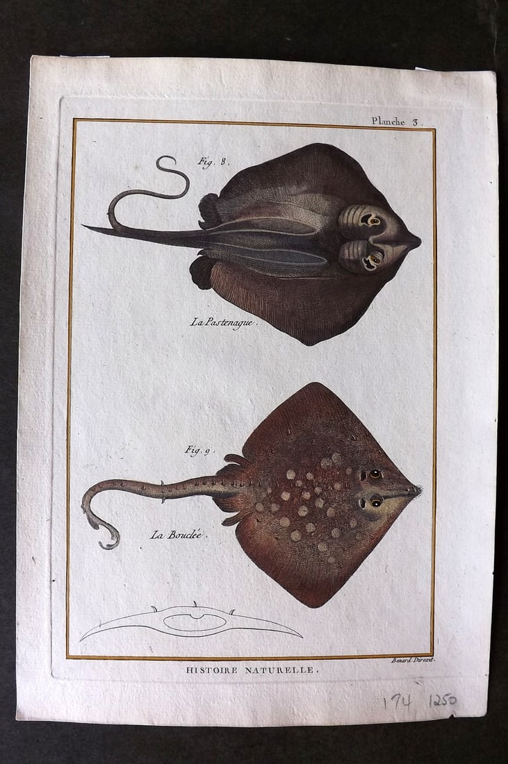 Bonnaterre, Pierre Joseph 1788 Hand Col Fish Print 03 (1 of 1)