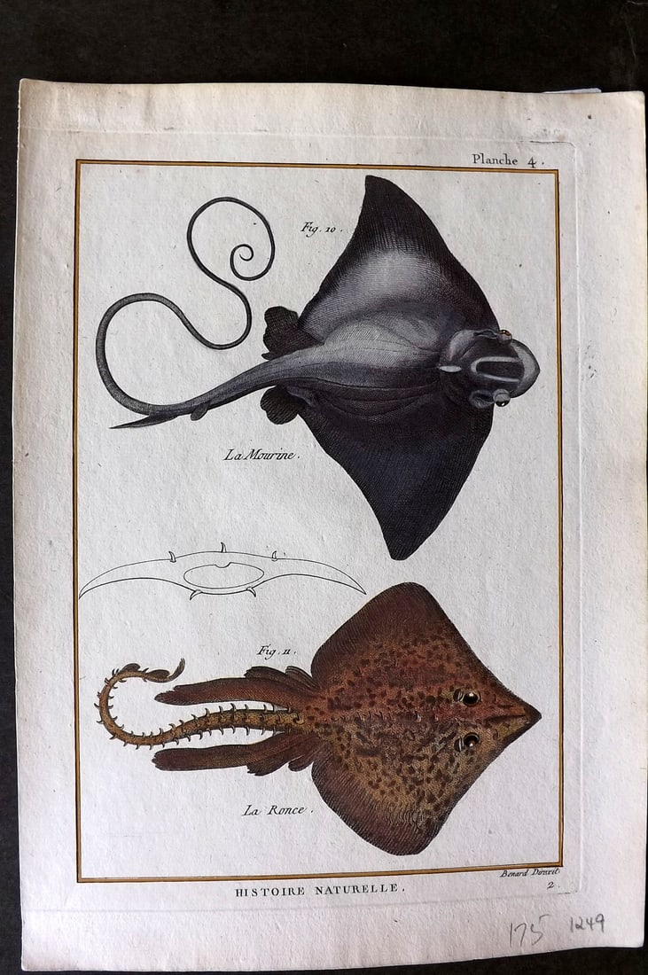 Bonnaterre, Pierre Joseph 1788 Hand Col Fish Print 04 (1 of 1)