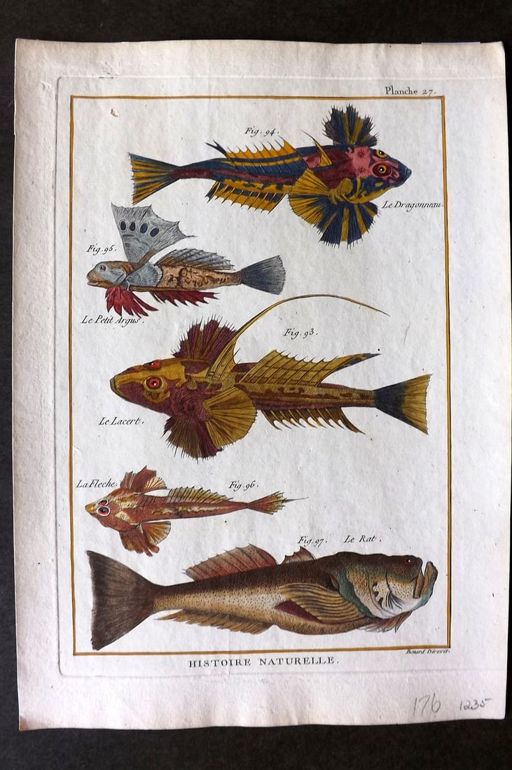 Bonnaterre, Pierre Joseph 1788 Hand Col Fish Print 27 (1 of 1)