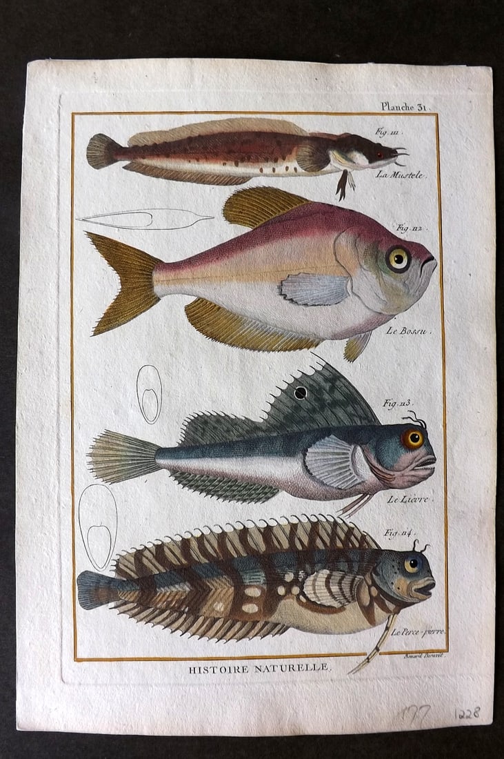 Bonnaterre, Pierre Joseph 1788 Hand Col Fish Print 31 (1 of 1)