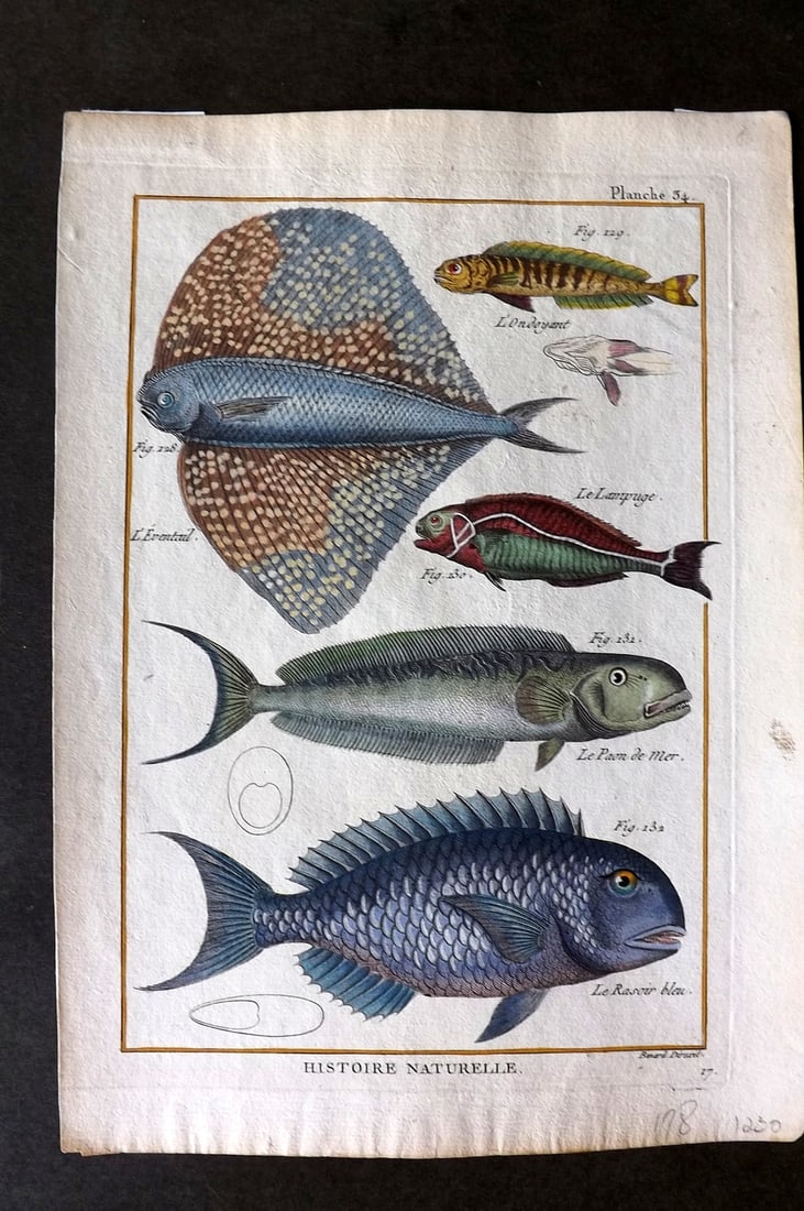 Bonnaterre, Pierre Joseph 1788 Hand Col Fish Print 34 (1 of 1)