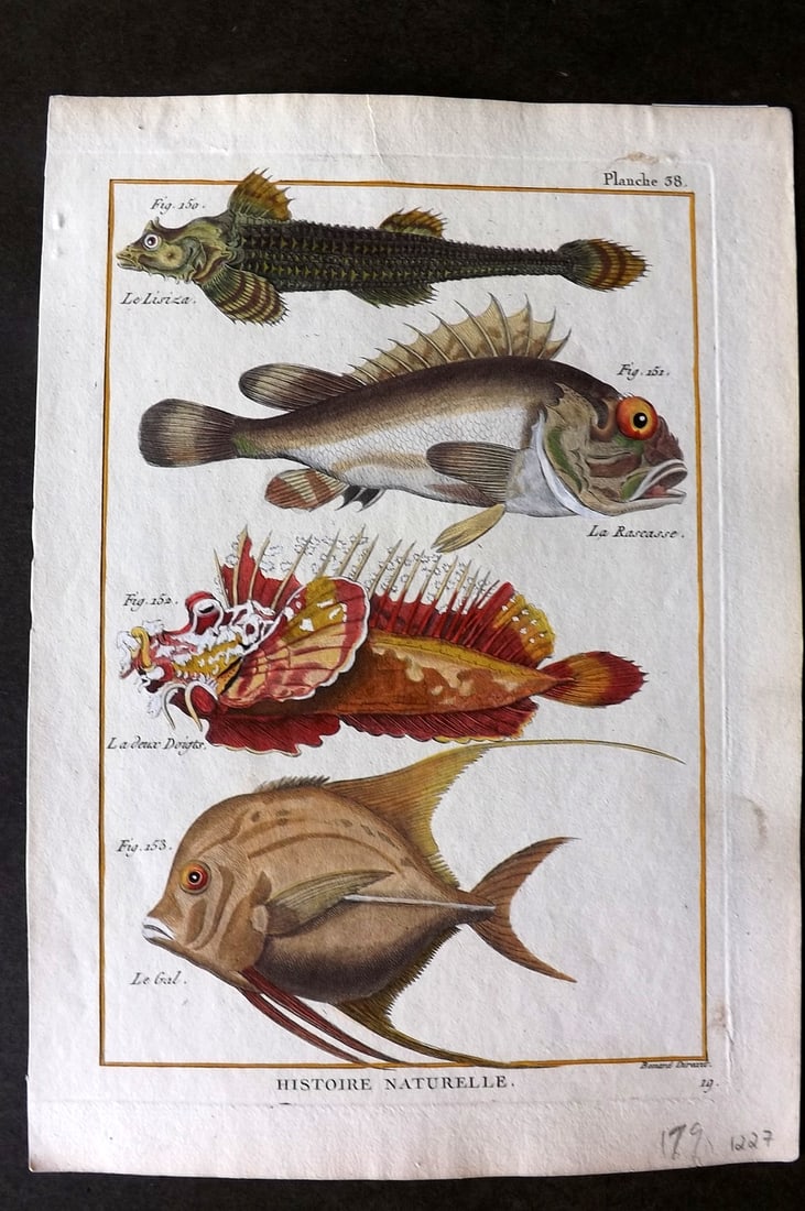 Bonnaterre, Pierre Joseph 1788 Hand Col Fish Print 38 (1 of 1)
