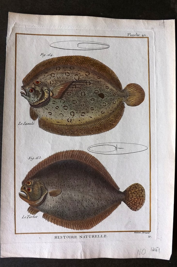 Bonnaterre, Pierre Joseph 1788 Hand Col Fish Print 42 (1 of 1)
