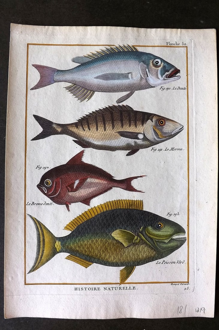 Bonnaterre, Pierre Joseph 1788 Hand Col Fish Print 50 (1 of 1)
