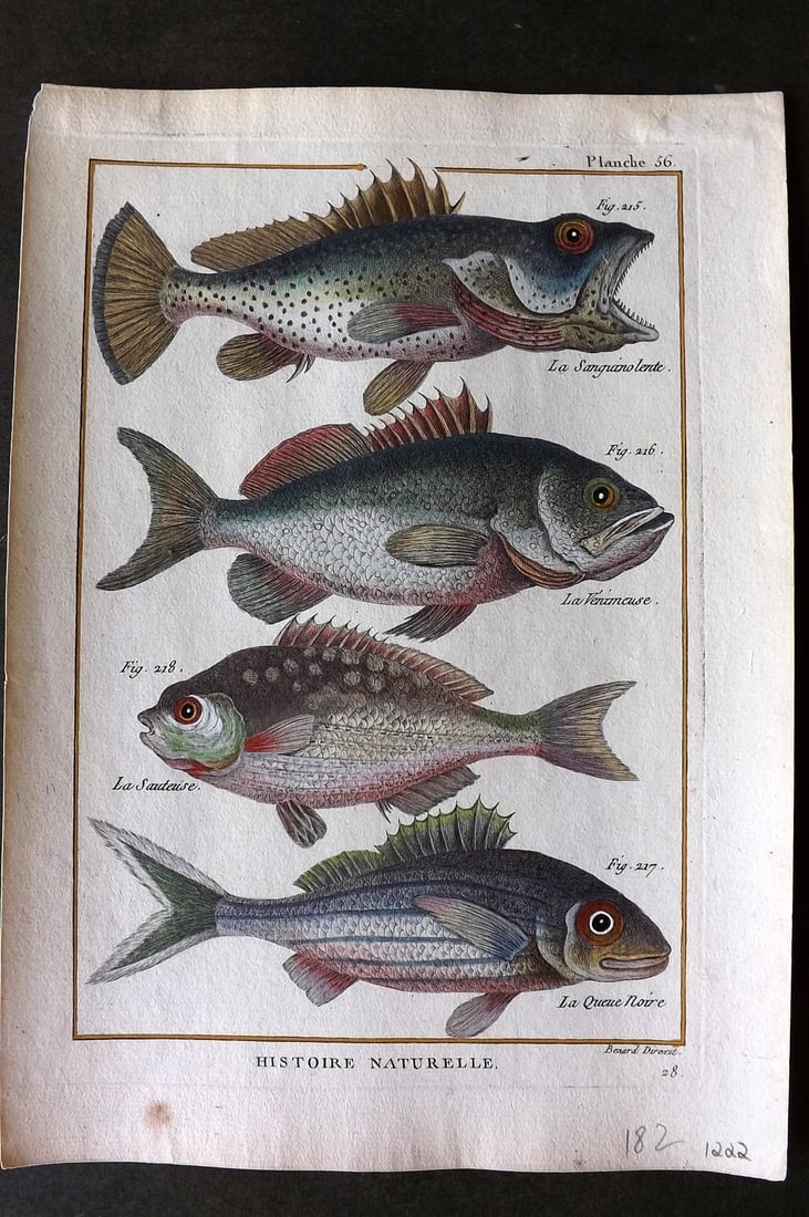 Bonnaterre, Pierre Joseph 1788 Hand Col Fish Print 56 (1 of 1)