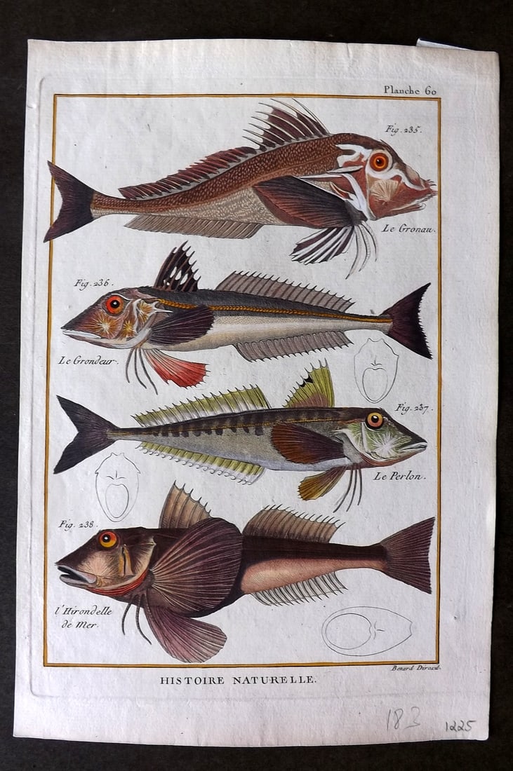 Bonnaterre, Pierre Joseph 1788 Hand Col Fish Print 60 (1 of 1)