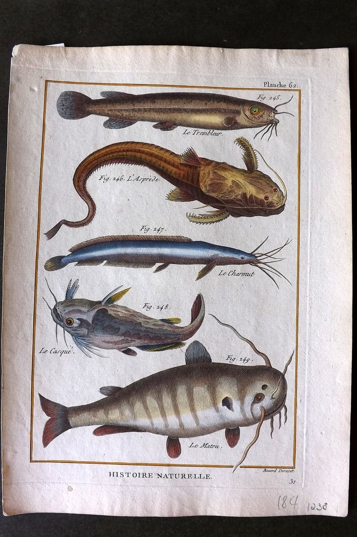 Bonnaterre, Pierre Joseph 1788 Hand Col Fish Print 62 (1 of 1)