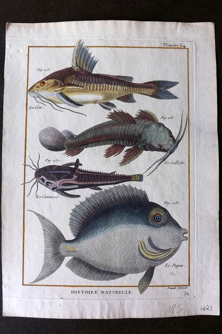 Bonnaterre, Pierre Joseph 1788 Hand Col Fish Print 64 (1 of 1)