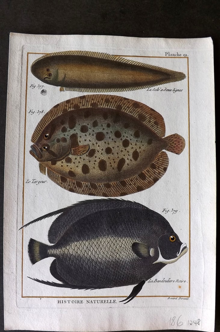 Bonnaterre, Pierre Joseph 1788 Hand Col Fish Print 91 (1 of 1)