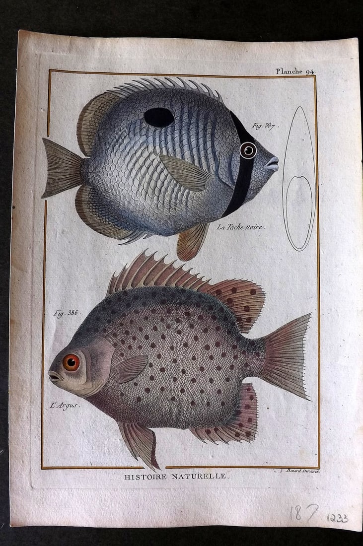 Bonnaterre, Pierre Joseph 1788 Hand Col Fish Print 94 (1 of 1)