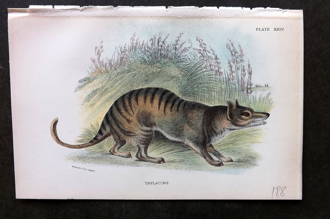 Lloyds's 1897 Print. Extinct Tasmanian Tiger, Thylacine. Australia (1 of 1)