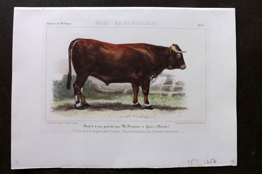 Ministere de l'Agriculture 1853 Hand Col Cattle Print. Saintongeoise: Hand Colored Lithograph Published 1853, Paris for "Concours d'animaux de boucherie, en 1853, a Bordeaux, Nimes, Lyon, Lille, Nantes et Poissy" by The Ministere de l'Agriculture. Paper Size: 10 x 7 inc