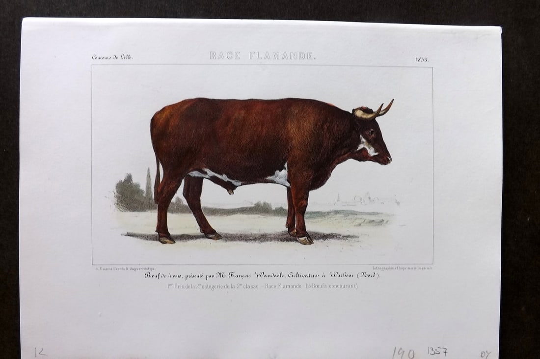 Ministere de l'Agriculture 1853 Hand Col Cattle Print. Flamande (1 of 1)