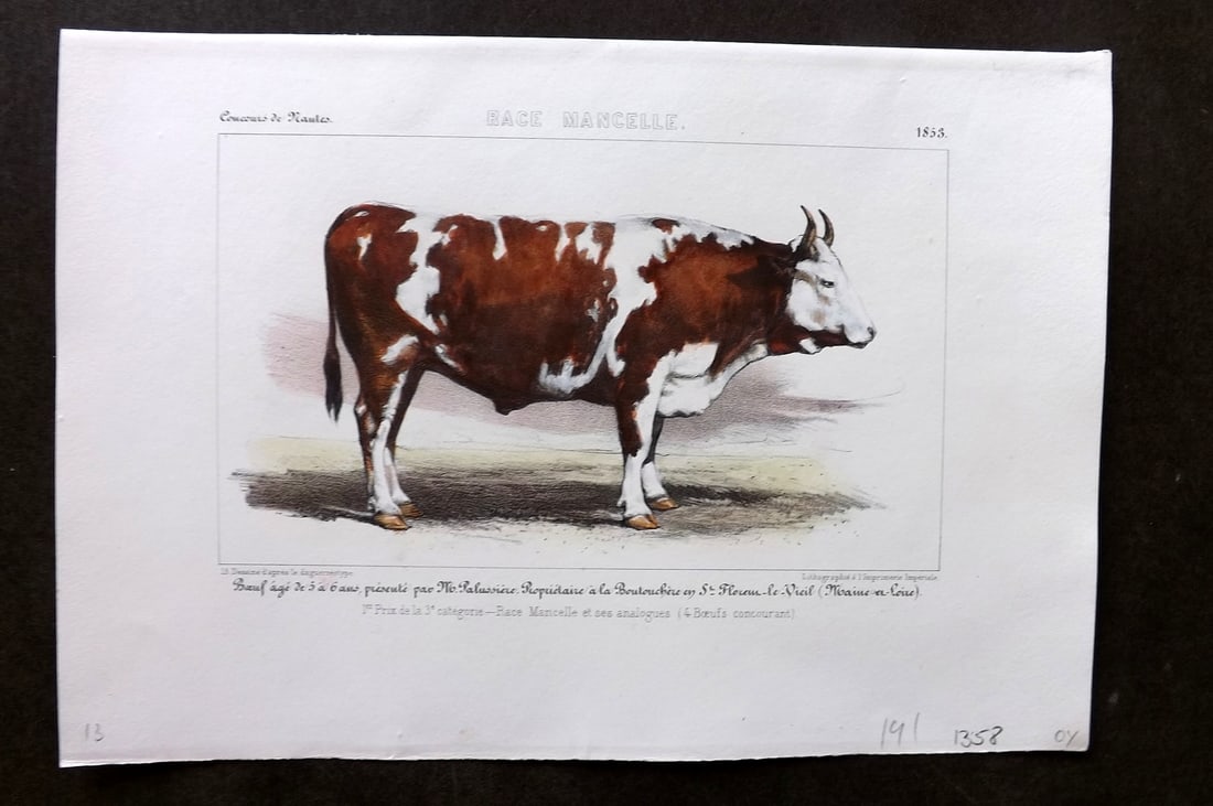 Ministere de l'Agriculture 1853 Hand Col Cattle Print. Mancelle: Hand Colored Lithograph Published 1853, Paris for "Concours d'animaux de boucherie, en 1853, a Bordeaux, Nimes, Lyon, Lille, Nantes et Poissy" by The Ministere de l'Agriculture. Paper Size: 10 x 7 inc