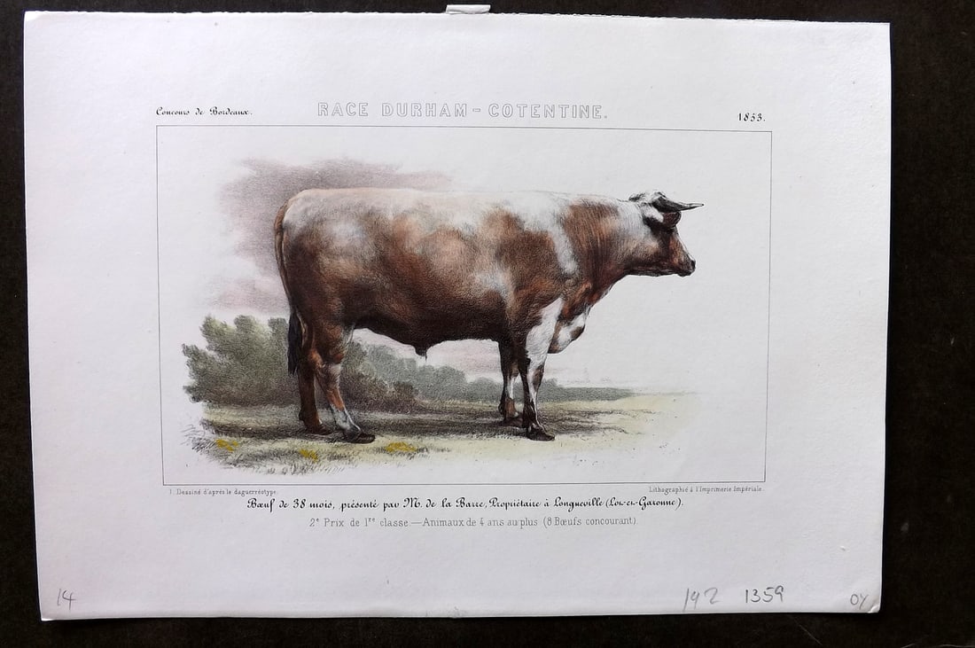 Ministere de l'Agriculture 1853 Hand Col Cattle Print. Durham-Contentine: Hand Colored Lithograph Published 1853, Paris for "Concours d'animaux de boucherie, en 1853, a Bordeaux, Nimes, Lyon, Lille, Nantes et Poissy" by The Ministere de l'Agriculture. Paper Size: 10 x 7 inc