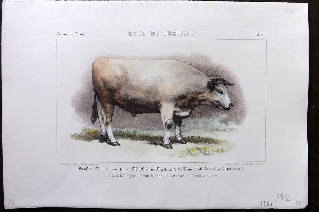 Ministere de l'Agriculture 1853 Hand Col Cattle Print. Durham (1 of 1)