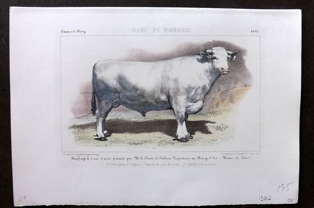 Ministere de l'Agriculture 1853 Hand Col Cattle Print. Durham: Hand Colored Lithograph Published 1853, Paris for "Concours d'animaux de boucherie, en 1853, a Bordeaux, Nimes, Lyon, Lille, Nantes et Poissy" by The Ministere de l'Agriculture. Paper Size: 10 x 7 inc
