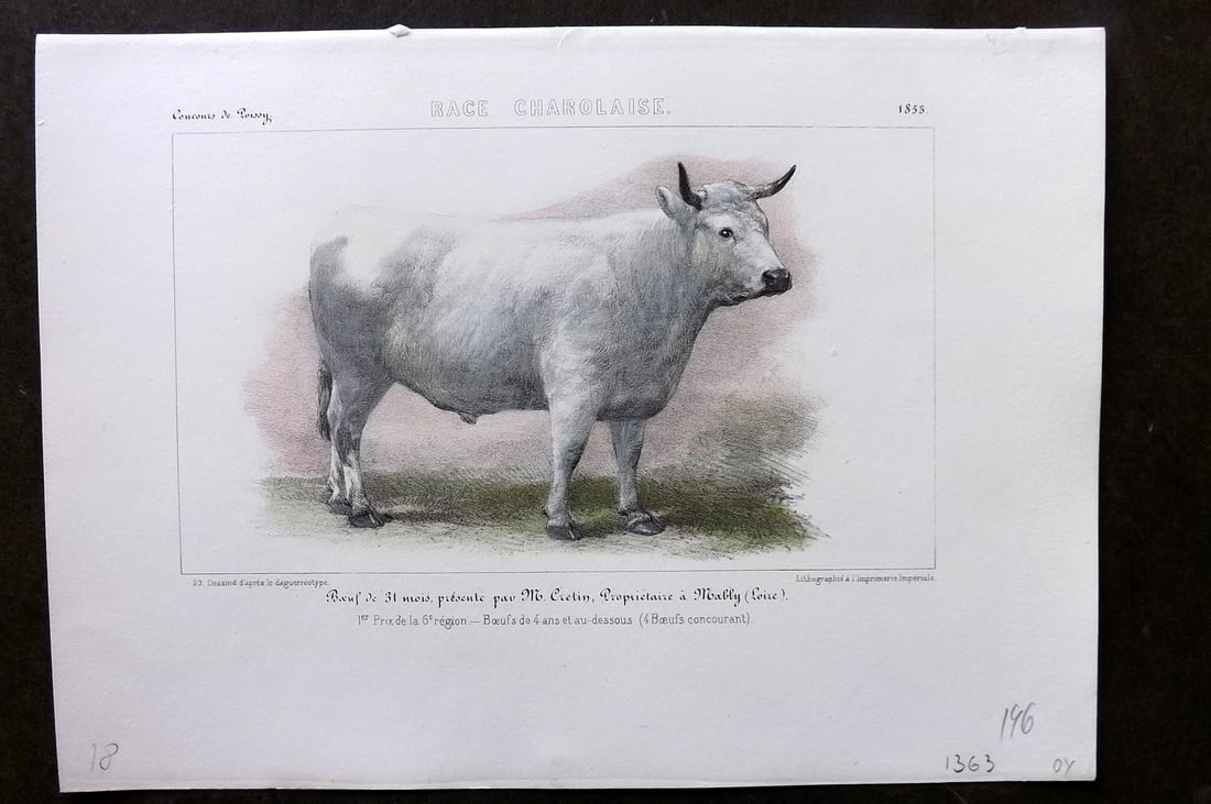 Ministere de l'Agriculture 1853 Hand Col Cattle Print. Charolaise (1 of 1)